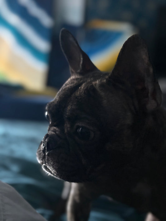 French Bulldog of Michel L'Artiste sitting indoors with a blurred background